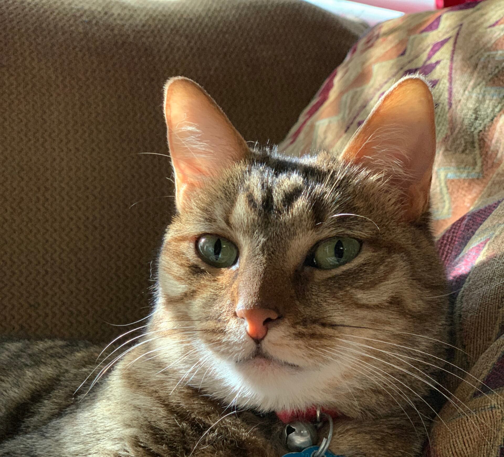 cat looking at camera